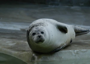 Ruhende Robbe am Wasserbecken im Tierpark. Ruhende Robbe liegt entspannt auf Stein am Wasser im Tierpark.