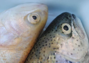 Forellen, © Christiane Heuser, pixelio.de