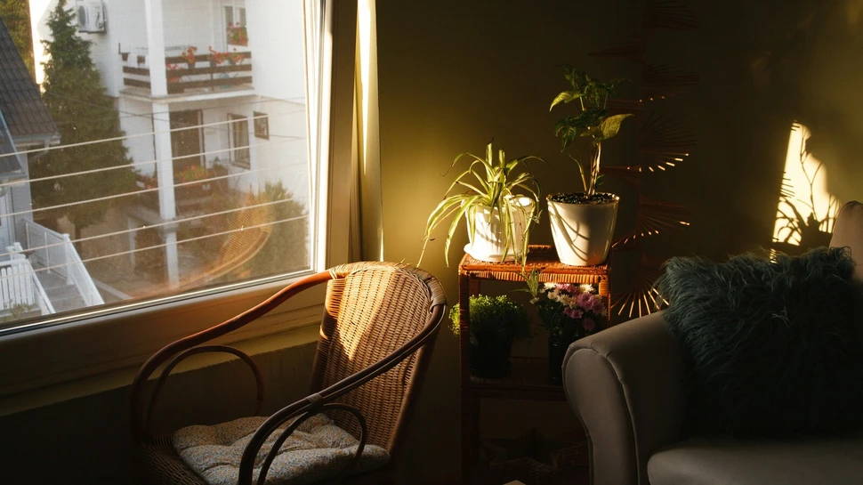 Sonnenlicht fällt in ein Wohnzimmer mit Pflanzen