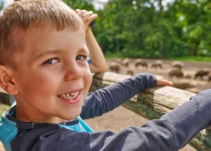 Kind im ErlebnisWald Trappenkamp Ein Junge mit blauem Pullover schaut sich Wildschweine an