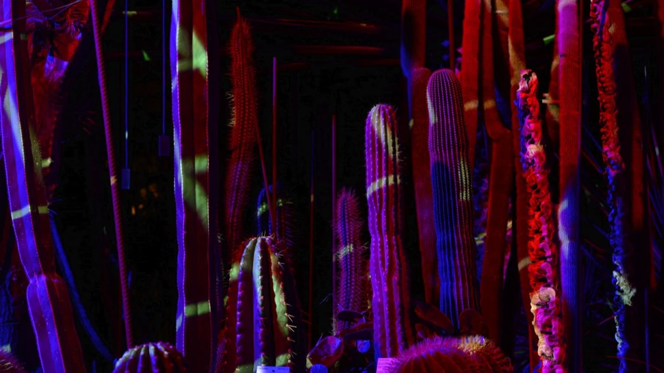 Farbige, bewegte Lichter, klassische Beleuchtung und Projektionen wechseln sich bei der Kunstinstallation ab. Farbige, bewegte Lichter, klassische Beleuchtung und Projektionen, © Botanischer Garten Kiel