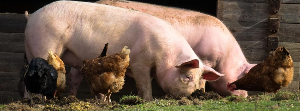 Schweine und Hühner draußen, © Thomas / Pixabay
