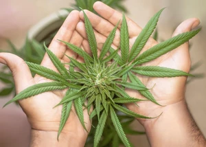 Zwei Hände halten eine grüne Cannabis-Pflanze mit ausgebreiteten, gezackten Blättern.