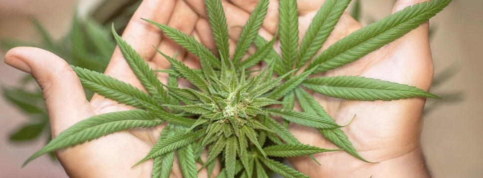 Zwei Hände halten eine grüne Cannabis-Pflanze mit ausgebreiteten, gezackten Blättern.