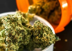 Mehrere Cannabisblüten auf einem Tisch vor einer orangenen Verpackung, in der dieses gelagert wurde