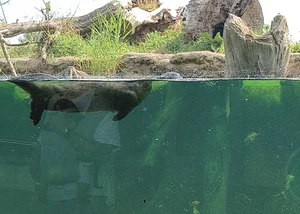 Ein Fischotterweibchen in ihrem Becken im Multimar Wattforum in Tönning Ein Fischotterweibchen in ihrem Freigehege in Tönning an der Eider mit Baumstämmen und Kräutern im Hintergrund
