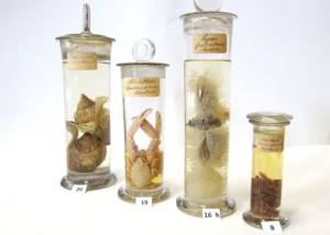 Aus dem Landesmuseum Natur und Mensch Oldenburg, © Christina Barilaro