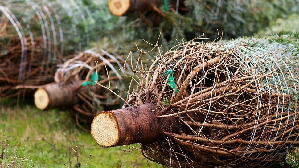 Gefällte, zusammengeschnürte Weihnachtsbäume liegen auf einer Wiese zum Verkauf bereit.