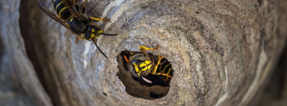 Wespen mit gelb-schwarzen Streifen fliegen in ein rundes Loch in einer grauen Steinmauer ein und aus.