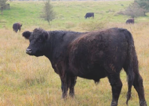 Wilde Weiden mit Galloway, © Marlies Schwarzin / pixelio.de