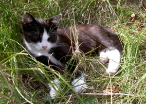 Katze ruht friedlich im Gras in der Sonne. Schwarz-weiße Katze ruht entspannt im grünen Gras bei Sonnenlicht.