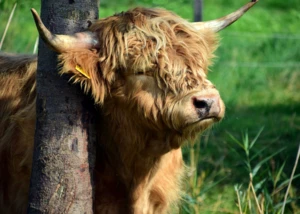 Nahaufnahme eines zotteligen, braunen Hochlandrinds mit großen Hörnern, das sich mit geschlossenen Augen an einem Baumstamm reibt.
