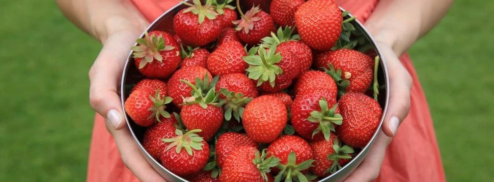 Erdbeeren selber zu pflücken ist die perfekte Art, die Erdbeersaison zu genießen Erdbeeren in einer Metallschale, gehalten von einer Frau im roten Kleid