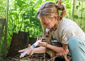 Tierfütterung Rehkitz in der Auffangstation Wildtierzentrum, © VIER PFOTEN / Fred Dott