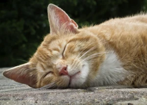 Katze Katze, © Lisa Spreckelmeyer / www.pixelio.de