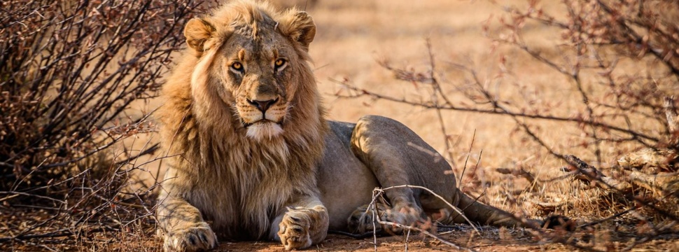 Löwe in Afrika, © matrishva vyas / pixabay.com